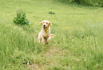 dog of breed golden retriever happily runs in green grass for a walk