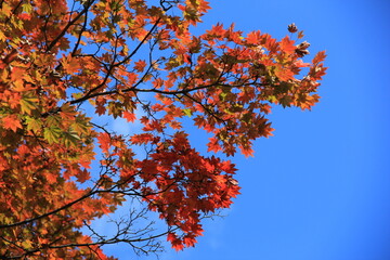 ほとんど紅葉したカエデの一種