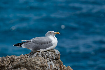 Seagull resting on cliff at blurred sea background.