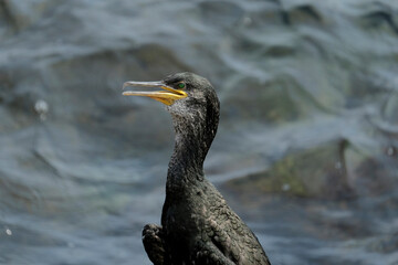 Cormorant Portrait at Mediterranean Sea, Costa Brava, Catalonia