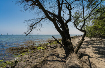 Fototapeta na wymiar dead tree on the baltic sea