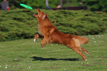 Active Nova Scotia Duck Tolling Retriever (Toller dog) jumping outdoors on a green grass catching a...