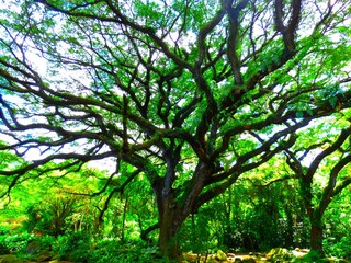 Arbre Zamana Martinique