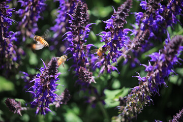 A group of flying bees