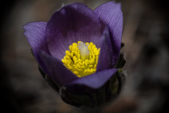 Closeup violet