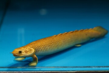adult big curvier bichir stand on fins, cute and funny nocturnal carnivore, bottom dweller in yellow coloration in pet shop tank, rare primitive freshwater fish on sale