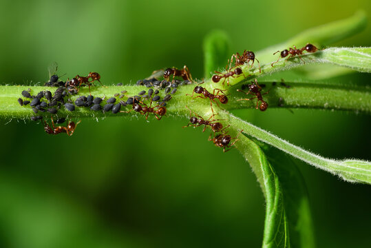 Close up of lots of black aphids hanging from a green stem, cared for by ants