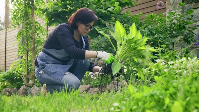 Woman gardener in gloves with gardening tools dividing bush of hosta plant in 2 parts