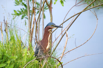 Green heron fishing in summer. Closeup profile view.