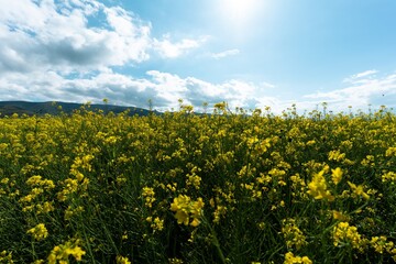Beautiful rape flowers by Qinghai lake in summer in China.