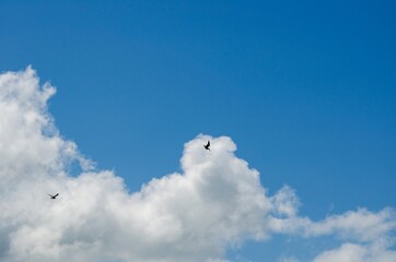 Birds flying in the sky over Qinghai lake in summer