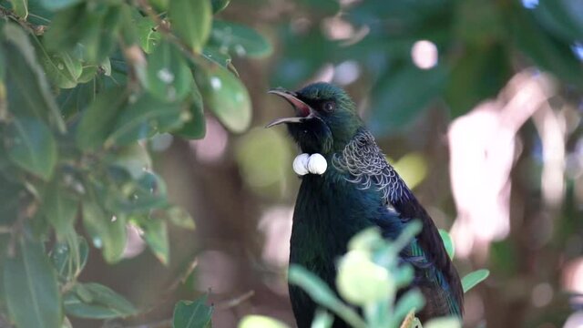 Closeup of a Tui Bird in New Zealand singing in a tree with audio