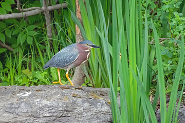 Fototapeta premium Green Heron walking on a rock in summer in Canada