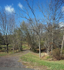 Footpath through Woods after Leaves Have Fallen on Sunny Day