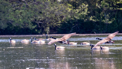 canada geese landing on a lake
