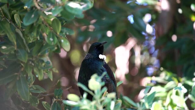 Tui Bird in a tree in New Zealand singing with audio