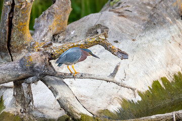 Green heron fishing from a branch with a large rock in the background