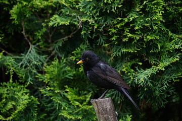 blackbird on a tree