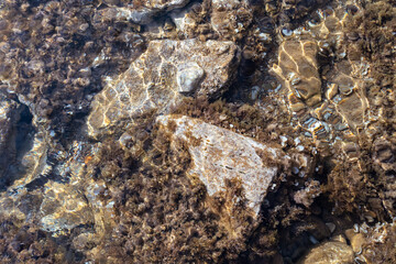 Fototapeta na wymiar Big stones in seaweed close-up in clear water. Wild mediterranean sea pebble beach. Rocky shore with sun beam. Travel Greece near Athens. Natural macro patterns