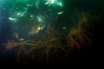 Common carp under the surface. Shoal of fish near the water vegetation. Dive in the lake. 