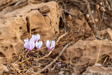 Small tender wild purple Crocus flowers blooming on dry rocky ground in Greece under the bright sun close-up
