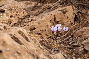 Small tender wild purple Crocus flowers blooming on dry rocky ground in Greece under the bright sun close-up