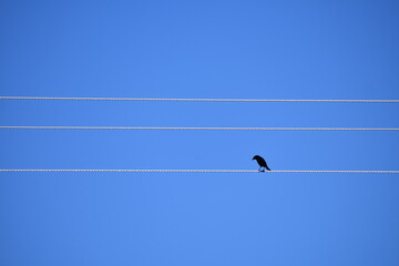 Crow Looking for Food in High Tension Electrical Wires, Argentina, South America