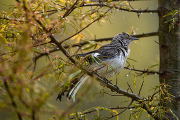 A Mockingbird perches in a tree after a rainstorm to dry off in the sun