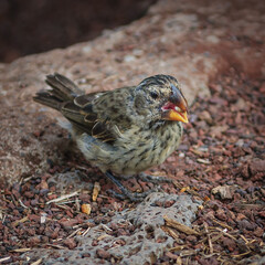 Galapagos bird eating a seed