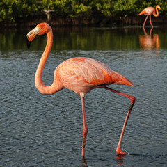 Pink flamingo in a pond