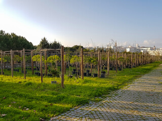 Tree Nursery on a citadine park