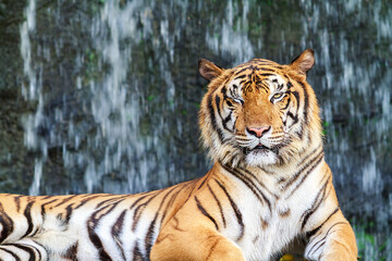 Siberian Tiger staring at camera with one half closed eye.