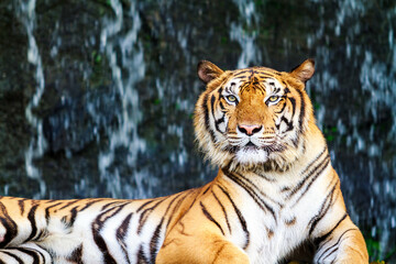 Bengal tiger staring at the camera.