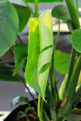 Obraz premium New leaves on a monstera plant without holes