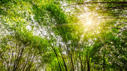 Fototapeta na wymiar Asian bamboo forest with beautiful sunlight