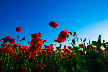 Blurred background of beautiful red poppies field with copy space texture.