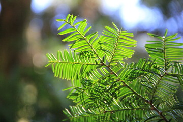 イチイ科の木の葉部分