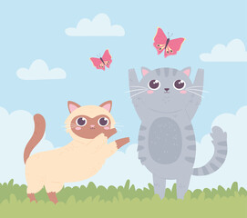 cute kitties playing