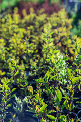 garden plant with green leaves close up