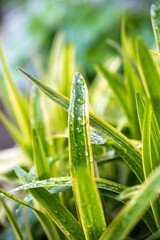 雨上がりの植物