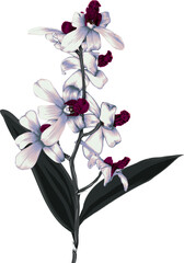 Bouquet white orchid flower hand drawing isolated on white background.