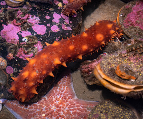 Sea Cucumber