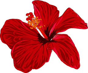 Red hibiscus flower hand drawing isolated on white background.