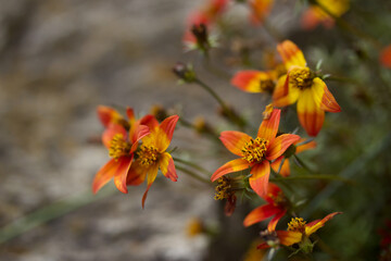 Close-up of Red and Yellow Flowers