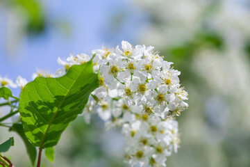 White flowers and branches of garden bird cherry close-up