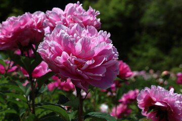 芍薬の花　晴れの日　初夏　（高知県　高知市）