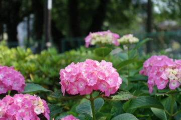 ほんのりピンクの紫陽花