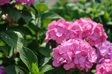 可愛いピンクの紫陽花