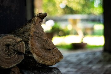 Obraz premium Log closeup