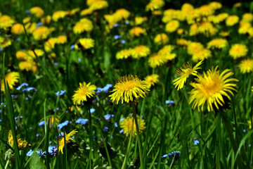 Fototapeta premium Yellow dandelion flower close-up against a blurred background of a green lawn with dandelions and blue forget-me-nots in direct sunlight.